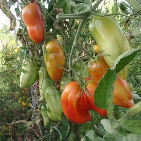 La Grange De La Dupuise Bed and breakfast