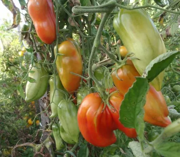 La Grange De La Dupuise B&B